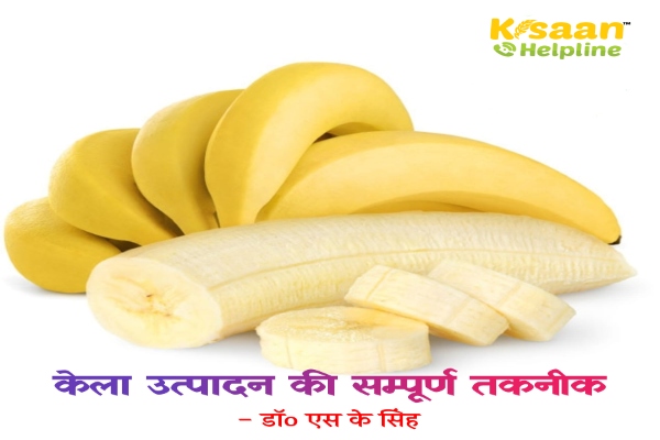 केला उत्पादन की सम्पूर्ण तकनीक : एक नजर में (Part 2nd)